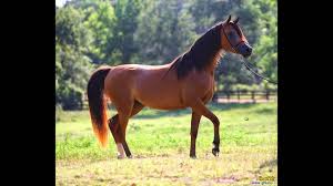 اجمل صور احصنة و فرس {horse }اصيل - YouTube