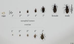 Whenever people think about household pests, they think about ants, cockroaches, and rats. Cdc Chagas Disease General Information Vector Information