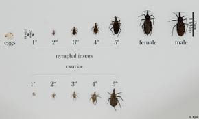 We did not find results for: Cdc Chagas Disease General Information Vector Information