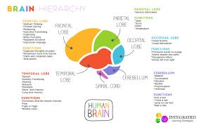 brain hierarchy when your childs lower brain levels are