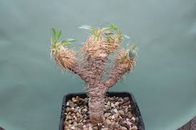 Image result for Raphionacme madiensis