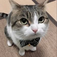 Stream Louis Kummer music