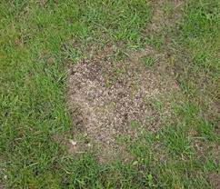 To prepare the site, go over the lawn three or four. What Is Overseeding How When To Overseed Your Lawn Trugreen