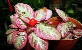Tanaman hias daun merah hijau dapat mempercantik halaman ataupun ruang tamu. 10 Tanaman Hias Unik Berdaun Pink Untuk Percantik Rumah Merdeka Com