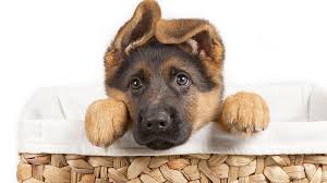 Maybe you would like to learn more about one of these? Home The German Shepherd Rescue Trust