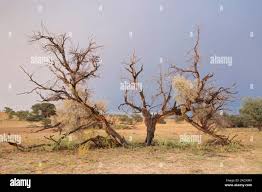 Image result for Acacia haematoxylon