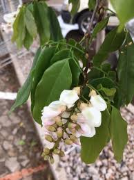 Image result for Craibia