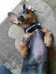 In fact, it is one of three dachshund coat varieties, which can all be found in either the standard or miniature breed. Is It Normal For A Dachshunds Chest To Be Bald Like This Should He Have Hair Petcoach