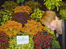 If you wish to grow coleus as a house plant, all you have to do is to sow the seeds indoors at anytime of the year. Growing Coleus Plants From Seed Mandycanudigit