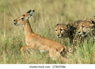 Two Cheetah Hunting Catching Impala Antelope Stock Photo 173037086 | Shutterstock