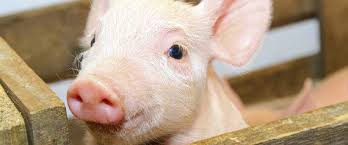 Huffpost Deutschland Hunde Schwein Tierbilder