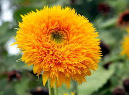 The mature sunflower grows buds that bloom. 7 Must Have Sunflowers To Grow In Your Garden Garden Gate