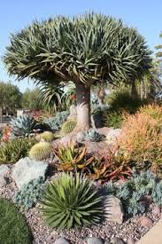 Arid Coastal Rock Garden Designs Google Search Jardin De Cactus Jardin De Cactus De Exterior Jardines