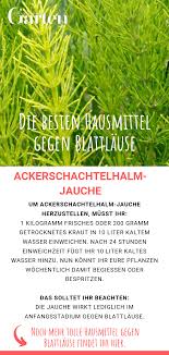 Eine weitere methode gegen den schachtelhalm biologisch vorzugehen, ist der einsatz von gierschfrei. Die Besten Hausmittel Gegen Blattlause Hausmittel Gegen Blattlause Hausmittel Blattlause