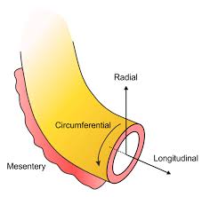 They are connected to the posterior wall of the abdomen by the mesentery, a thin vascular membrane. Bioengineering Free Full Text The Macro And Micro Mechanics Of The Colon And Rectum I Experimental Evidence Html
