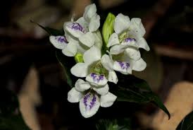 Image result for Asystasia intrusa