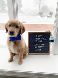 Dog Letter Board In 2021 Lettering Dogs Letter Board