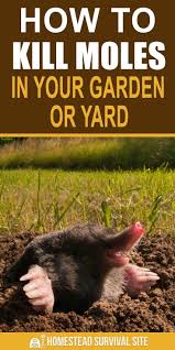 Pin On Rid Pests