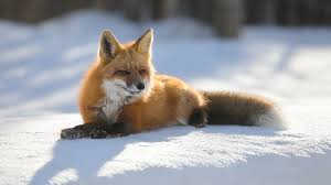 Maybe you would like to learn more about one of these? Desktop Hintergrundbilder Fuchse Winter Schnee Tiere 1920x1080
