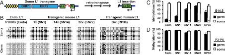 L1 maximizes both the level of the digital signal and the resolution of the final file. Intact Pirna Pathway Prevents L1 Mobilization In Male Meiosis Pnas