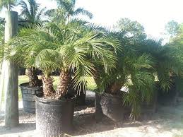 Pygmy palm growing is used in a variety of interiorscapes and commercial plantings due to its graceful form and height of 6 to 10 feet. Plantvine Phoenix Roebelenii Pygmy Date Palm Roebelenii Palm Large 8 10 Inch Pot 3 Gallon Live Plant Buy Online In Grenada At Grenada Desertcart Com Productid 80280301