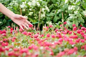 You must allow yourself to grow in all the places people thought you never would. 85 Quotes About Flowers Inspirationfeed