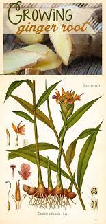 Learn All About Growing Ginger Root Really Easy To Grow And Transplant Growing Ginger Growing Ginger Indoors Planting Ginger Root