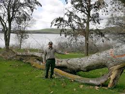 Although her team could not narrow down exactly what was on the firewood she advised me cutting. Free Firewood Available At Corp Of Engineers Recreation Areas News Union Bulletin Com