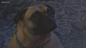 Despite what they may tell you, most pet stores do sell puppy mill puppies. Denver Veterinarian Says Too Many Dogs Are Getting High From Edibles Accidentally Left Out 9news Com