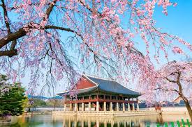 Seterusnya, peserta akan bergerak ke taman bunga istimewa yang terletak di kawasan luar bandar dikenali sebagai morning calm garden. Maret Hingga April Waktu Tepat Saksikan Bunga Sakura Bermekaran Di Korea Okezone Travel