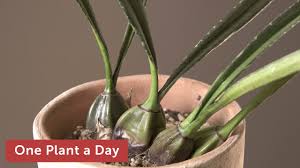 Image result for Oeceoclades