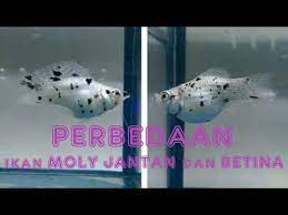Membedakan Ikan Golden Black Jantan Dan Betina Berbagai Perbedaan