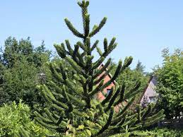 Araucaria araucana langsam wachsend mit bizzarem wuchs und scharfen, schuppigen blättern. Chilenische Schmucktanne Andentanne Araucaria Araucana Baumschule Horstmann