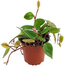 Image result for Begonia elaeagnifolia
