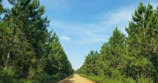 Car Rentals In Valdosta From 50day - Search For Rental Cars On Kayak