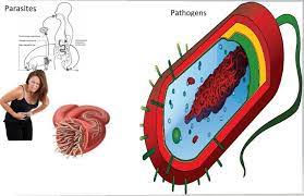 The difference between a predator and a parasite is that for a predator killing the prey is necessary for consuming it, but for parasites it is not even desirable a pathogen is a microorganism which is able to cause diesease or illness in a human being or other animal. Difference Between Parasite And Pathogen Lorecentral