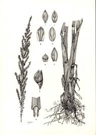 Image result for Echinochloa brevipedicellata