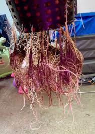 Root rot is a disease in plants, in which the roots of a plant rot and decay. Root Rot Plant Is Extremely Healthy And Growing Faster Than Ever Hydro