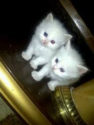 قطط للبيع في جدة Sweetcat555 Twitter