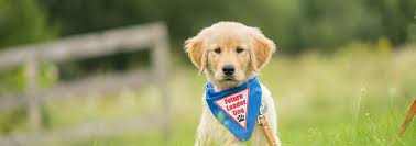 Raise A Puppy Leader Dogs For The Blind