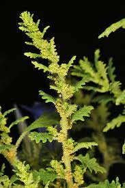 Image result for Dysphania pumilio