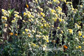 Image result for Helichrysum foetidum