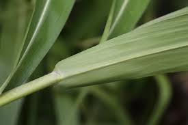 Image result for Phacelurus