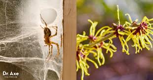 Your doctor will ask what your main symptoms are, when they began. Spider Bite Treatment 10 Natural Home Remedies Dr Axe