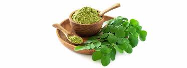 Image result for Moringa oleifera