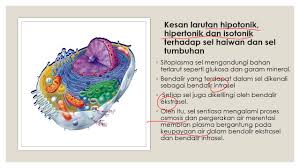 Mengandungi membran plasma, sitoplasma, nukleus, jasad golgi, ribosom dan mitokondrion. Biologi Tingkatan 4 3 3 Larutan Isotonik Hipotonik Hipertonik Youtube