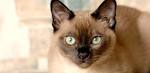 Get a Tonkinese: Kittens, Retired Cats, Rescue, Breeder ...