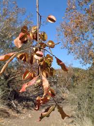 Image result for Combretum apiculatum