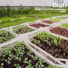 Eggshells leach valuable nutrients into the soil, helping plants like tomatoes thrive throughout the season. Does Music Help Plants Grow Brut