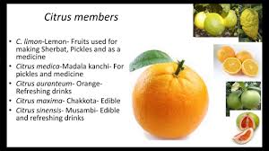 Image result for Rutaceae